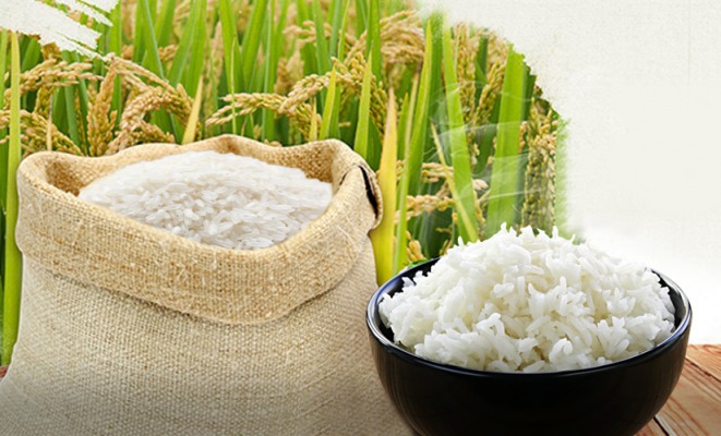 Gạo hữu cơ là sản phẩm được canh tác tự nhiên
